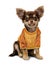 Cute chihuahua, in front position, sitting, wearing an orange and yellow t-shirt. Painting