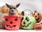Cute Chihuahua With Halloween Pumpkins and Candy