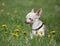 cute chihuahua with his tongue out resting in dandelion covered grass on a hot summer day