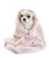 Cute Chihuahua in pink towel isolated