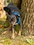 Cute Chihuahua Pinscher breed dog urinating against a tree trunk