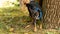 Cute Chihuahua Pinscher breed dog urinating against a tree trunk