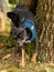 Cute Chihuahua Pinscher breed dog urinating against a tree trunk