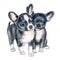 Cute chihuahua puppies isolated on white background. Black puppy on a white background. Watercolor.