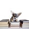 Cute chihuahua puppy with books about bedtime stories