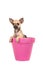 Cute chihuahua puppy dog in a pink flower pot