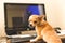 Cute chihuahua puppy dog sitting at computer.