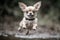 Cute Chihuahua Puppy Fly in Air During a Playful Jump extreme closeup. Generative AI
