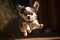 Cute Chihuahua Puppy Fly in Air During a Playful Jump extreme closeup. Generative AI