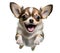 Cute chihuahua puppy jumping. Playful dog cut out at background