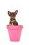 Cute chihuahua puppy in pink flowerpot