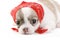 Cute chihuahua puppy with red bandana