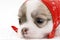 Cute chihuahua puppy with the red bandanna