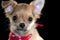 Cute chihuahua puppy with red bandanna portrait