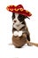 Cute Chihuahua puppy in a sambrero and with maracas.