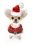 Cute Chihuahua puppy with Santa costume isolated