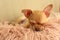 Cute Chihuahua puppy sleeping on faux fur. Baby animal