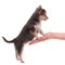 Cute chihuahua puppy standing on a woman\'s hand