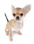 Cute chihuahua puppy with sticking up tail
