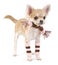 Cute chihuahua puppy with striped socks and scarf