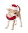 Cute Chihuahua puppy wearing Santa costume