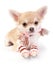 Cute chihuahua puppy with woolen scarf and striped leggings on white background