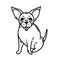 Cute chihuahua vector icon. Tiny Mexican black and white dog smiles and sits. Funny purebred puppy, friendly pet. Nice