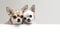 Cute chihuahuas. Copy space, banner. Generative AI