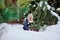 Cute child girl playing in winter snowy garden with basket of fir branches