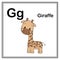 Cute children ABC animal alphabet G letter flashcard of Giraffe for kids learning English vocabulary.