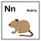 Cute children ABC animal alphabet N letter flashcard of Nutria for kids learning English vocabulary.