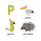 Cute children zoo alphabet P letter tracing of funny animal cartoon for kids. parrot porcupine pelican