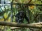 Cute chimp sitting on a tree trunk