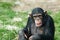 Cute chimpanzee