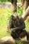 Cute chimpanzee typical of Indonesia