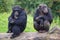 Cute chimpanzees