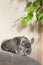 Cute chinchilla climbing on sofa in room, pet walking in interior of house, life of domestic animals indoors, thoroughbred fluffy