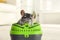 Cute chinchilla inside carrier in room