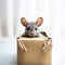 Cute chinchilla looks out of a gift box, a pet as a gift, love for animals,