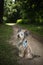 Cute Chinese Crested Dog Powder Puff sitting on the forest path