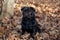 Cute chinese pug puppy is sitting on a autumn park . Dutch mastiff or mops. Pet animals.