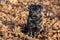 Cute chinese pug puppy is sitting on a autumn park . Dutch mastiff or mops. Pet animals
