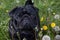 Cute chinese pug puppy is standing on a blooming meadow. Dutch mastiff or mops. Pet animals.