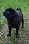 Cute chinese pug puppy is standing on a green meadow. Dutch mastiff or mops. Pet animals.