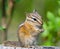 Cute Chipmunk