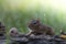 Cute Chipmunk cautiously moves in a low position in a woodland Fall seasonal scene