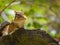 Cute chipmunk with funny face