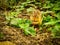 Cute chipmunk on the ground eating food near the bushes and plants