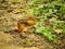 Cute chipmunk on the ground eating food near the bushes and plants