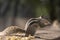 Cute chipmunk is happily munching on a snack 
in an outdoor setting